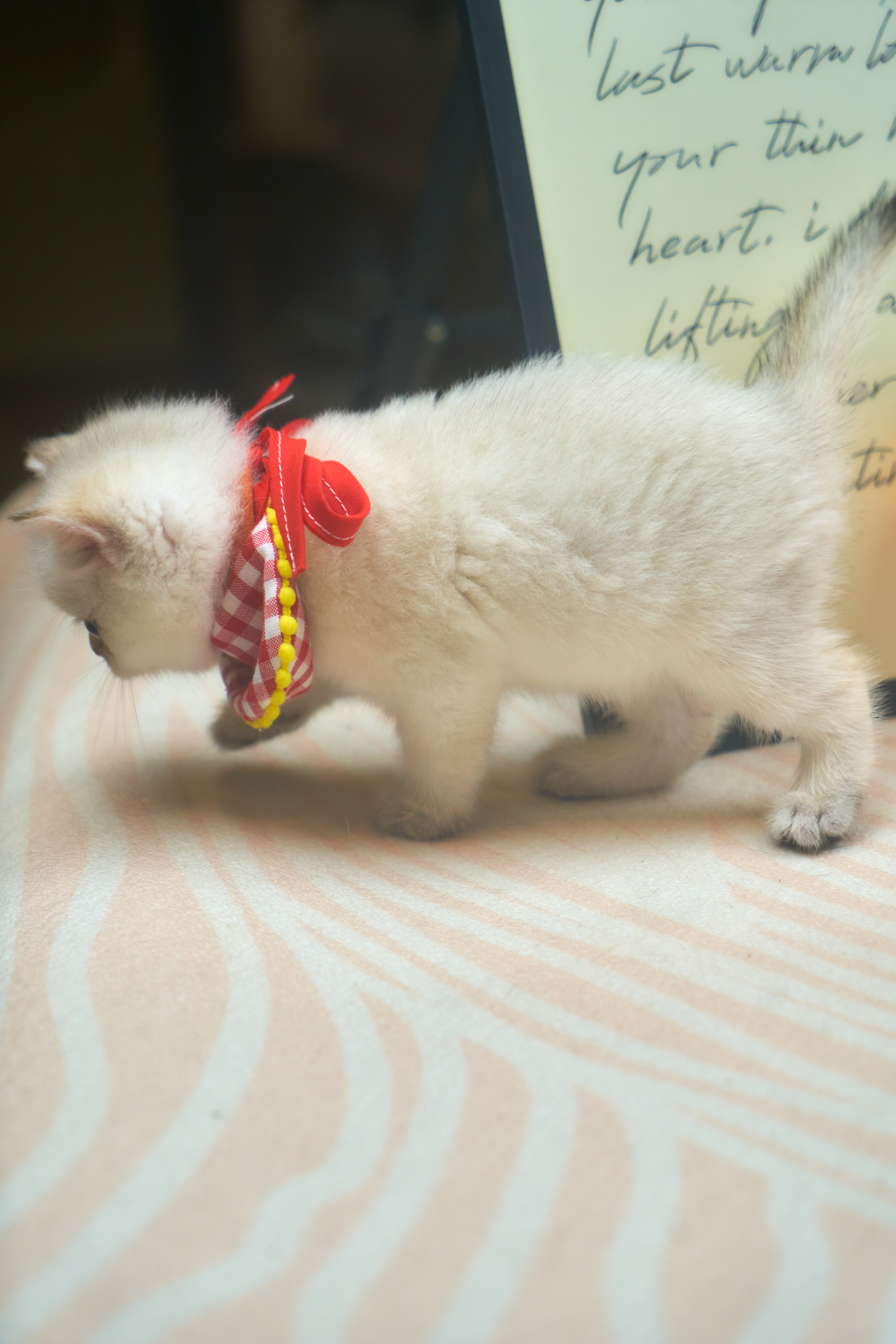 🐾奶猫届 “小甜豆” 来报道啦